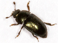 Meligethes aeneus